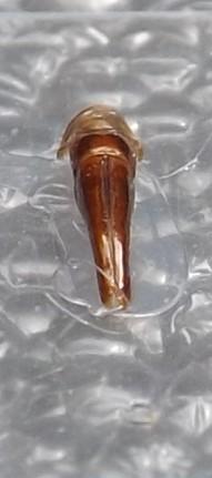 Polystalactica stellata